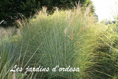 Miscanthus sinensis sarabande